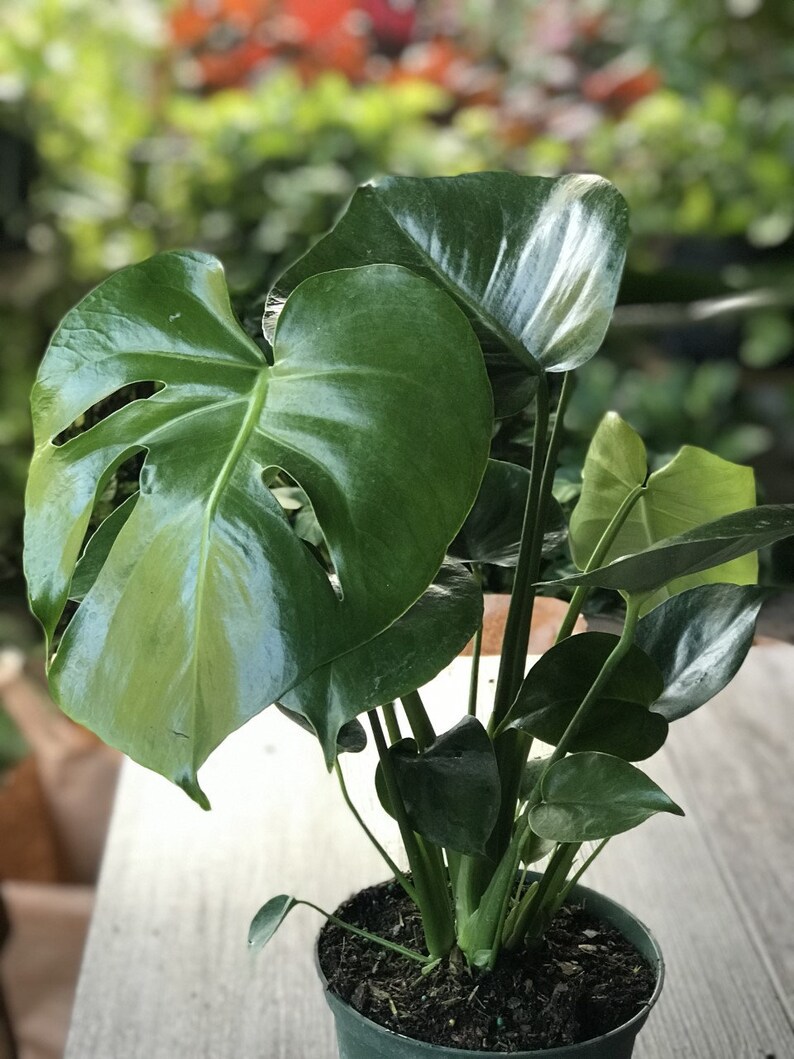 Philodendron Monstera Monstera Deliciosa in a 6 Pot Etsy