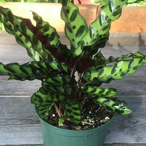 Rattlesnake Plant - Calathea lancifolia - House Plant - 6" Pot, Prayer plant