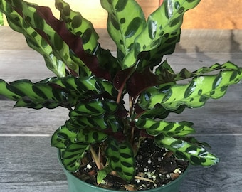 Rattlesnake Plant - Calathea lancifolia - House Plant - 6" Pot, Prayer plant