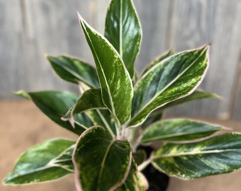 Aglaonema Pink Siam, Siam Aurora Aglaonema in 6" Pot