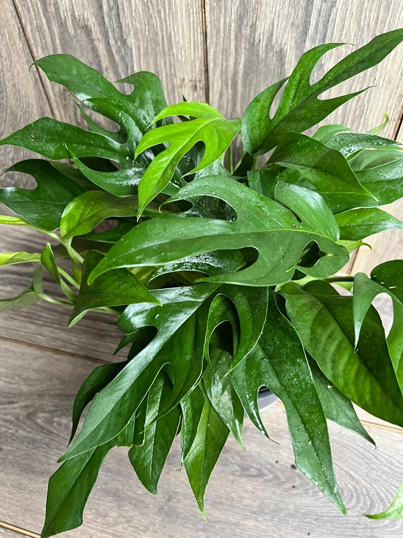 Rare Baltic Blue Pothos Epipremnum Pinnatum in 6 Etsy