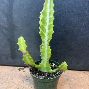 Euphorbia Lactea Variegated in 4 Pot, rare image 8