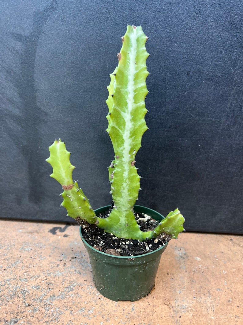 Euphorbia Lactea Variegated in 4 Pot, rare image 8