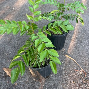 Puede incluir: Dos plantas de hojas de curry en maceta con hojas verdes. Las plantas est&aacute;n en macetas de pl&aacute;stico negro.