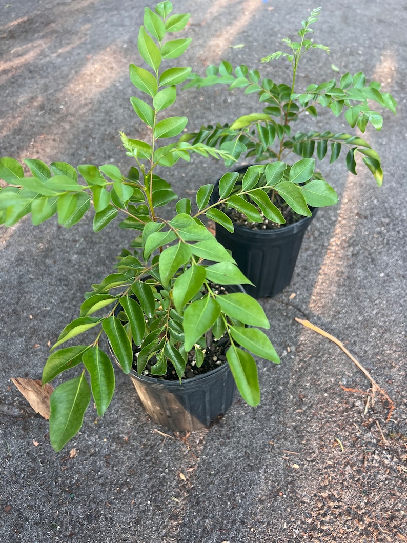 Puede incluir: Dos plantas de hojas de curry en maceta con hojas verdes. Las plantas est&aacute;n en macetas de pl&aacute;stico negro.