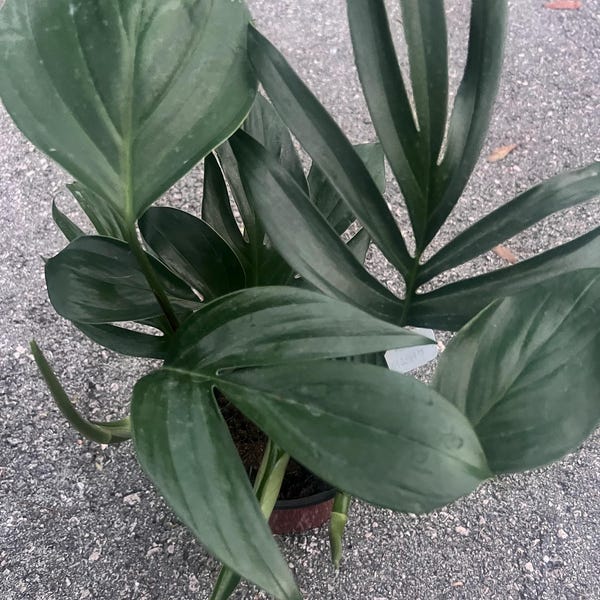 Rhaphidophora Decursiva in 6" Pot, Dragon Tail