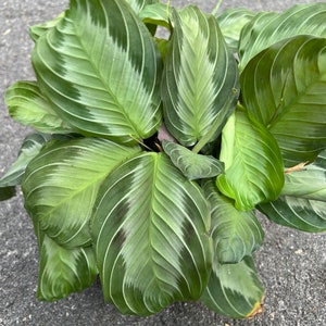 Maranta Silver Band in 6" Pot