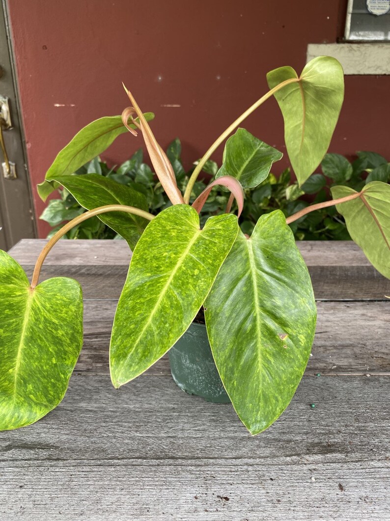 Philodendron Painted Lady in 4 or 6 Pot - Etsy