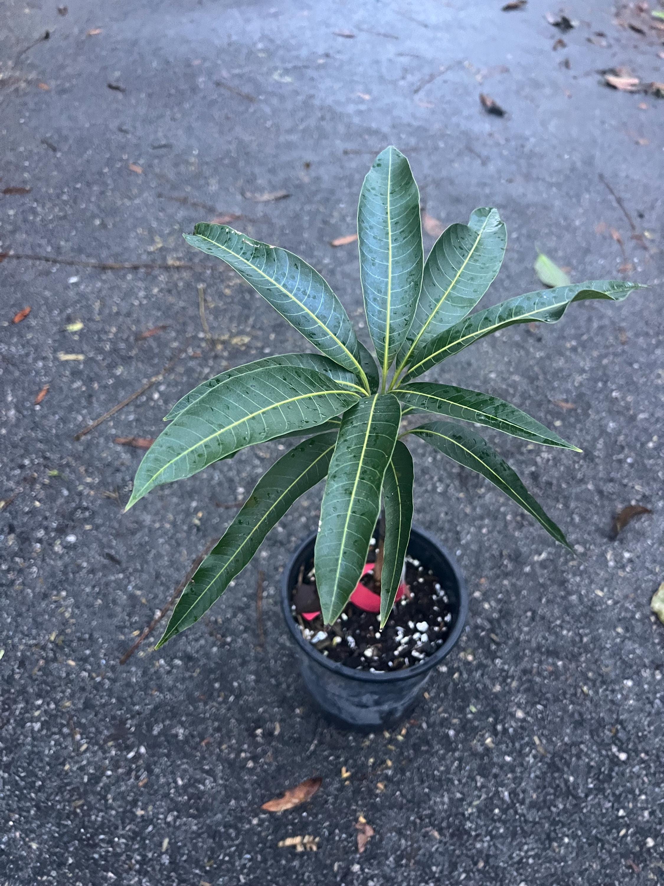 Maha Chanok Mango , Grafted in 3 Gallons or 6 Inch Pot, Rainbow Mango,  Mahachanok - Etsy