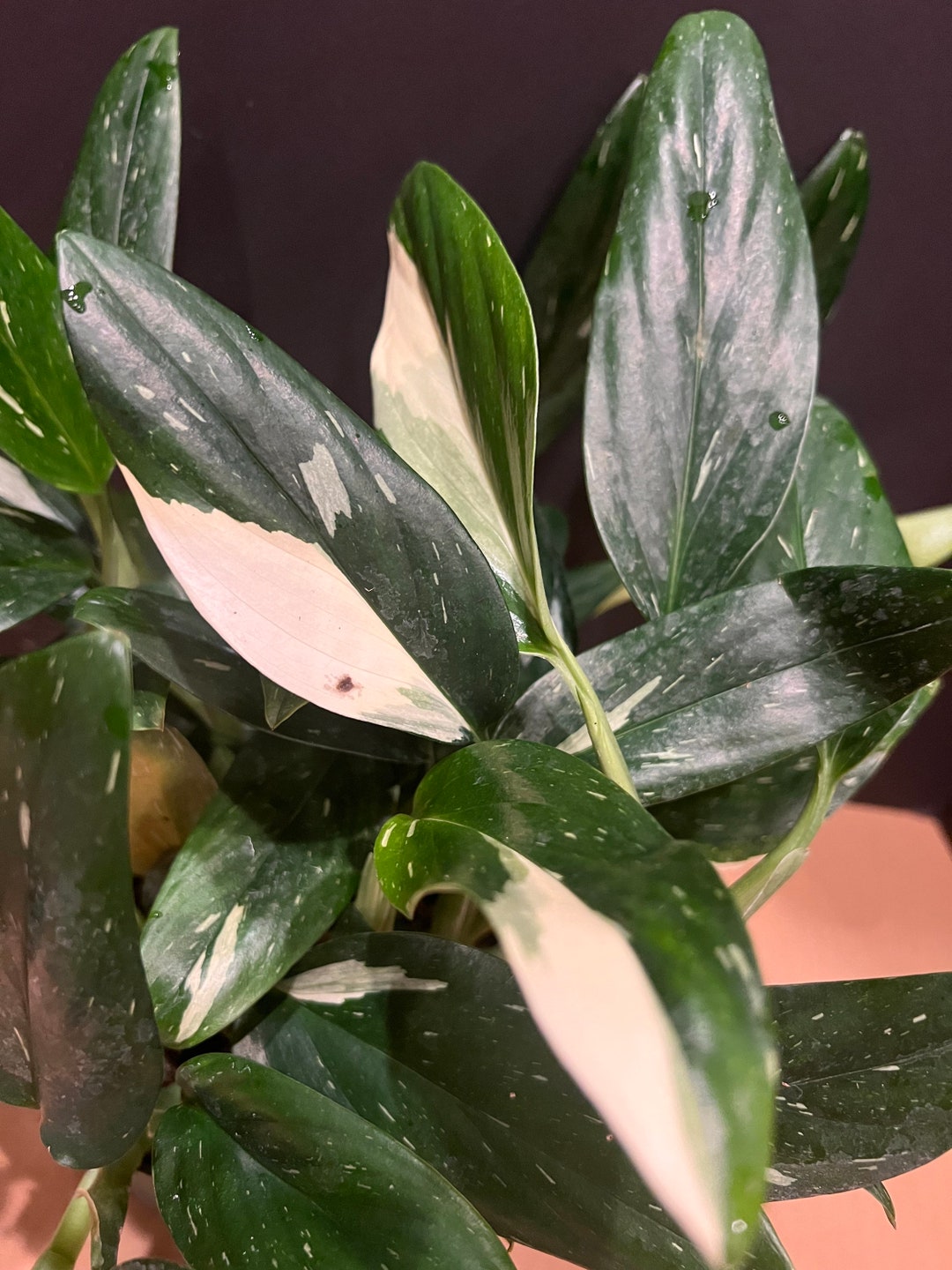 Monstera Standleyana Albo, Cuttings Only , Philodendron Cobra - Etsy