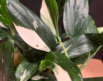 Monstera Standleyana Albo, Cuttings only  , Philodendron Cobra