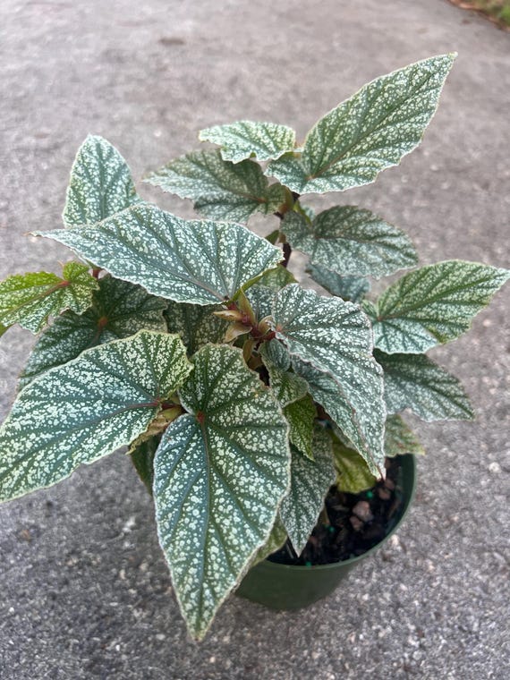 Begonia Snow Capped in 6