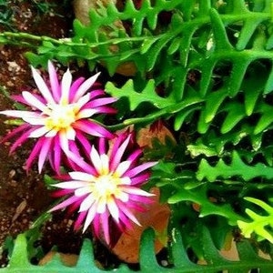 May include: Close-up of a pink and white flower with a yellow center. The flower is growing on a green cactus plant with spiky leaves.