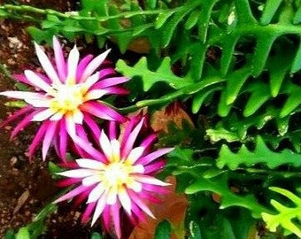 May include: Close-up of a pink and white flower with a yellow center. The flower is growing on a green cactus plant with spiky leaves.