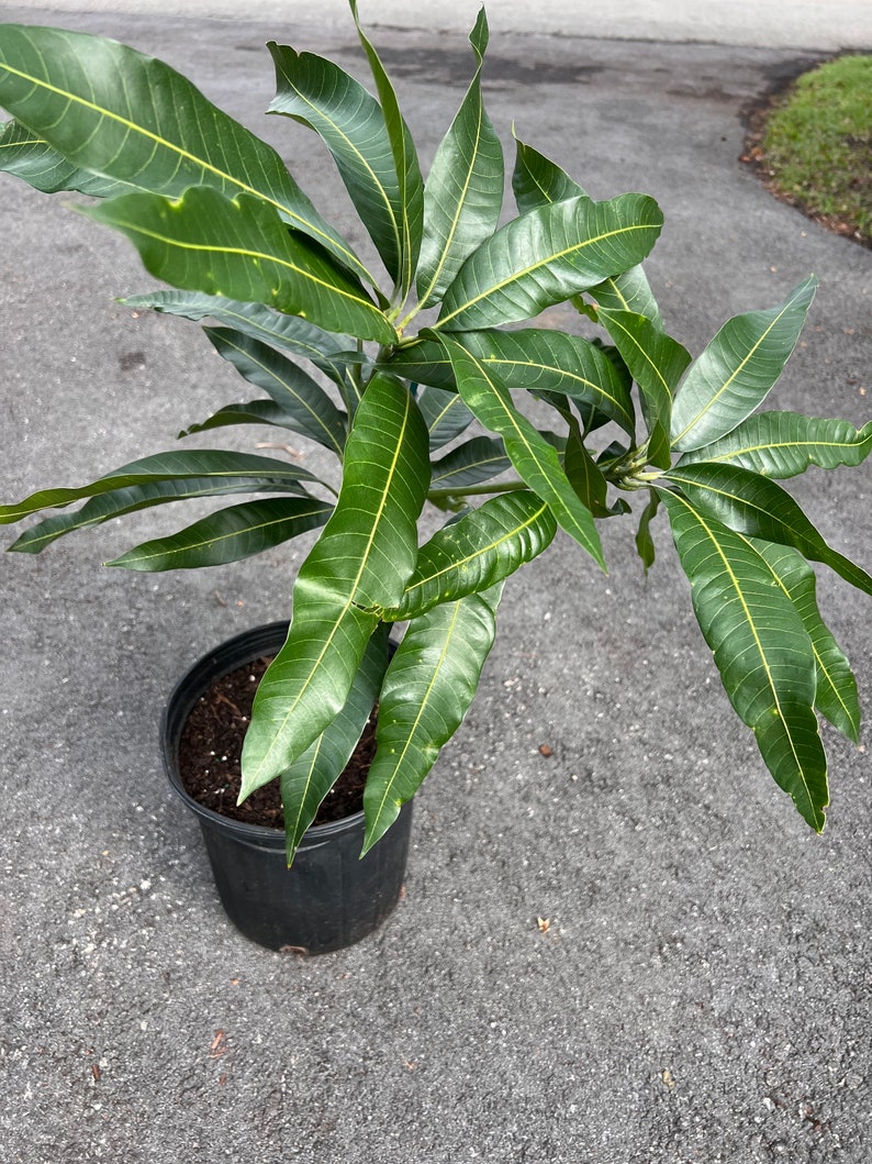 Mallika Mango Tree. grafted in 3 gallons pot image 2