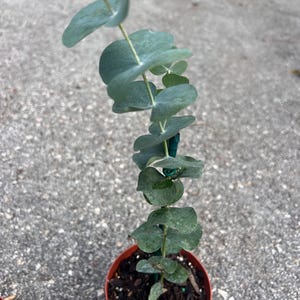 May include: A small eucalyptus plant in a brown plastic pot. The plant has blue-green, rounded leaves and a green stem. The pot is filled with dark soil. The plant is outdoors on a gray concrete surface.