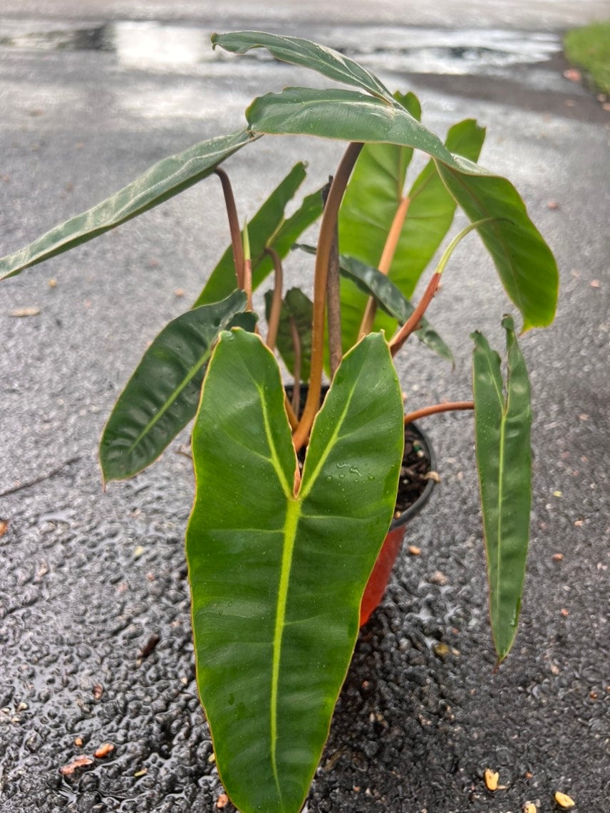 black prayer plant Prayer Plant Maranta leuconeura 6" Pot / Light Green / With Pot