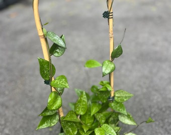 Hoya Black Margin in 6" Pot with hoop