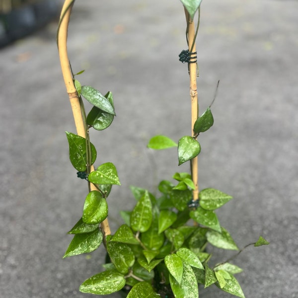 Hoya Black Margin in 6" Pot with hoop