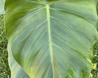 Philodendron Giganteum, in 6" inches pot, rare plant, large leaves