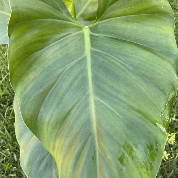 Philodendron Giganteum, in 6" inches pot, rare plant, large leaves