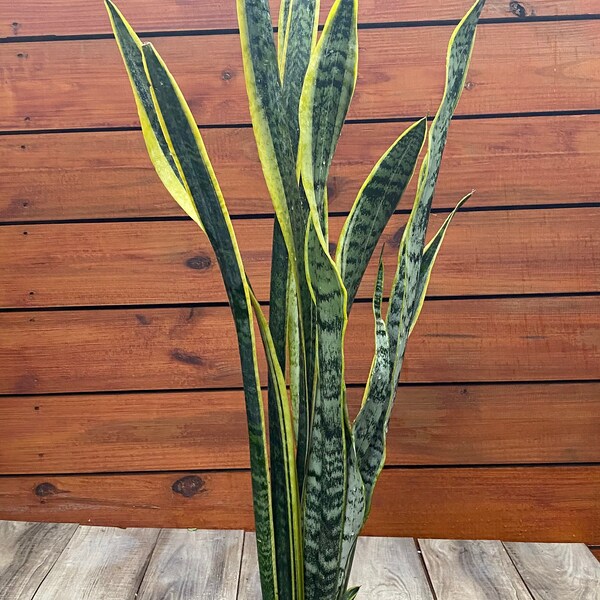 Large Snake Plant Etsy