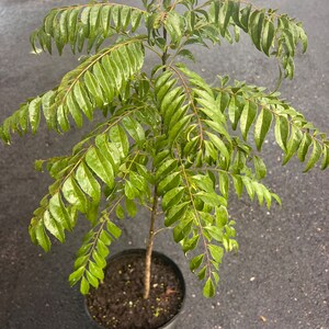 May include: A small curry leaf plant in a black plastic pot. The plant has vibrant green leaves and a slender brown stem. The leaves are elongated and have a slightly glossy appearance. The pot is filled with dark soil.