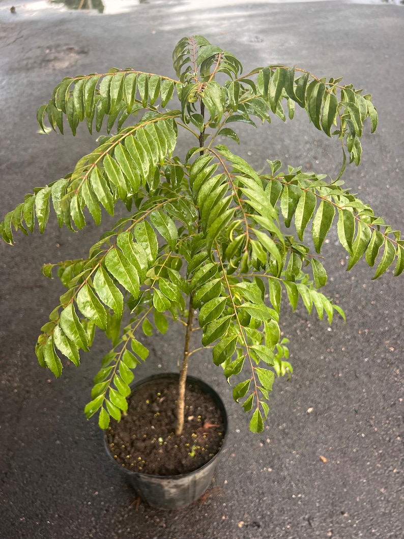 May include: A small curry leaf plant in a black plastic pot. The plant has vibrant green leaves and a slender brown stem. The leaves are elongated and have a slightly glossy appearance. The pot is filled with dark soil.