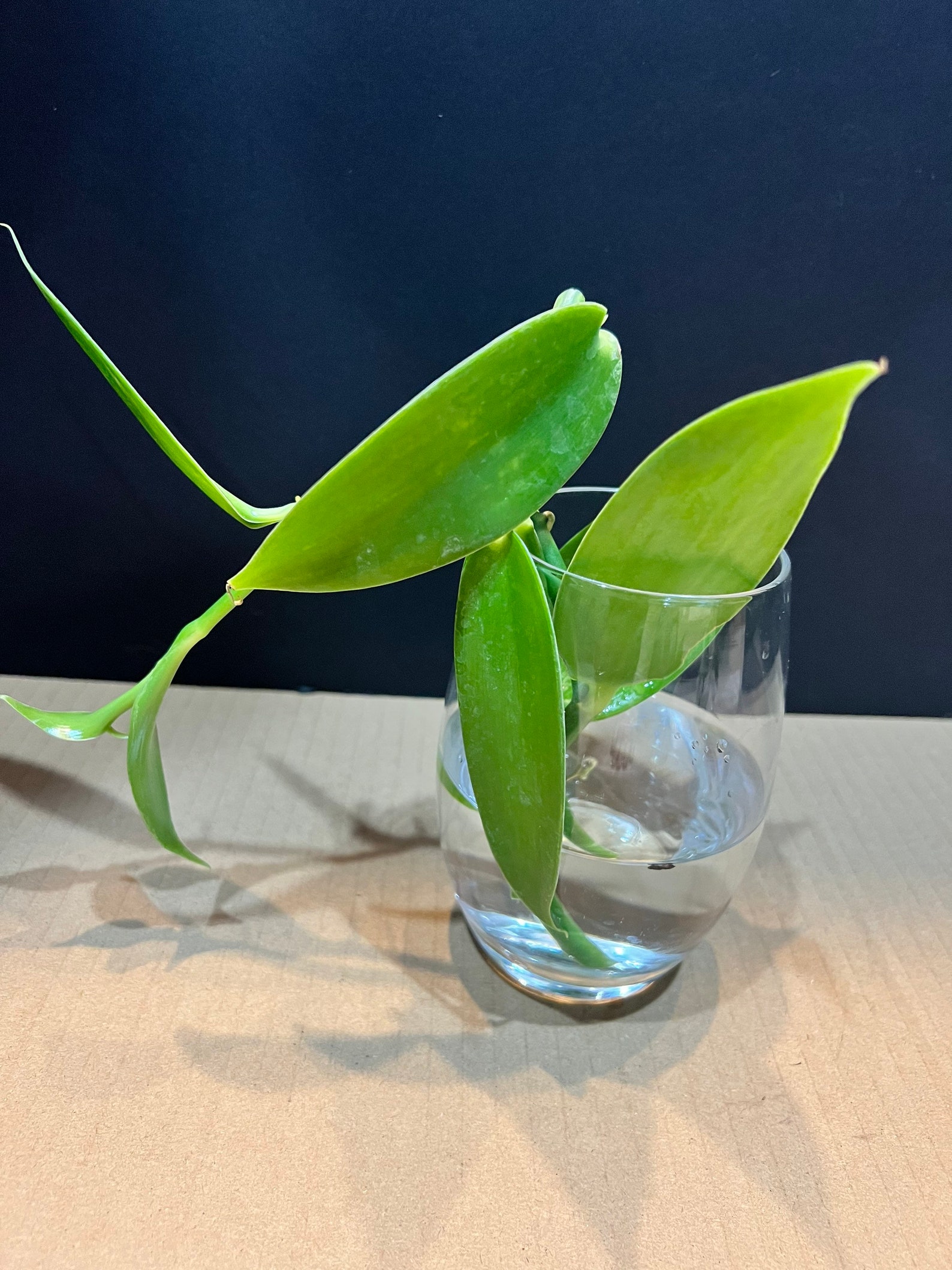 Vanilla Planifolia Vanilla Bean Orchid Cuttings Only all Etsy