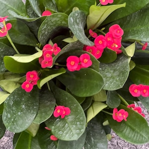 May include: A potted plant with dark green leaves and bright pink flowers. The plant is in a brown pot and is sitting on a gray surface.