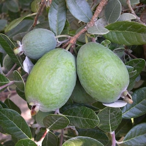 May include: Close-up of a feijoa tree branch with several green, oval-shaped fruits. The fruits are surrounded by green leaves with a silvery underside. The image highlights the texture and color of the feijoa fruit.