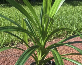 May include: A potted pandan plant with long, vibrant green leaves. The leaves have lighter green stripes and radiate from a central stem. The plant is in a black plastic pot, set against a background of green grass and a brick-like surface.