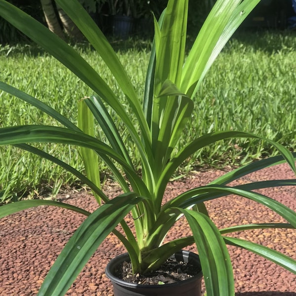 ONE Pandan Plant, pandanus, pandan in 4" pot