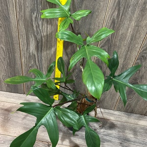 Philodendron Glad Hands, Philodendron Florida Green. Cuttings