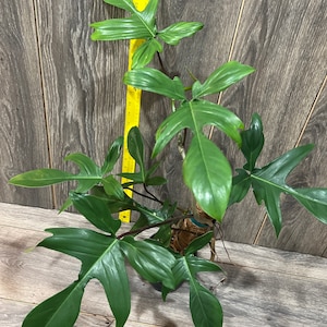 Philodendron Glad Hands, Philodendron Florida Green. Cuttings