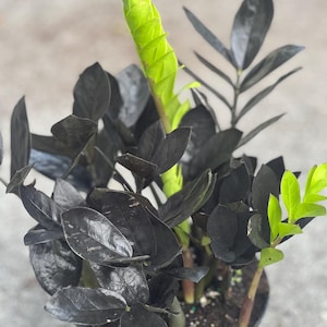 May include: A potted black plant with dark green leaves and a bright green new growth.