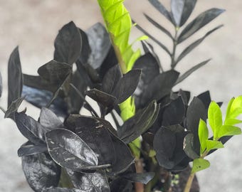 Black Raven ZZ, dark zz plant in 6&quot; pot, Zamioculcas zamiifolia raven