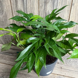 May include: A green Monstera adansonii plant with large, deeply cut leaves in a gray pot. The plant is sitting on a wooden surface.
