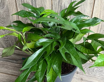 Rare Baltic Blue Pothos, Epipremnum pinnatum in 6"