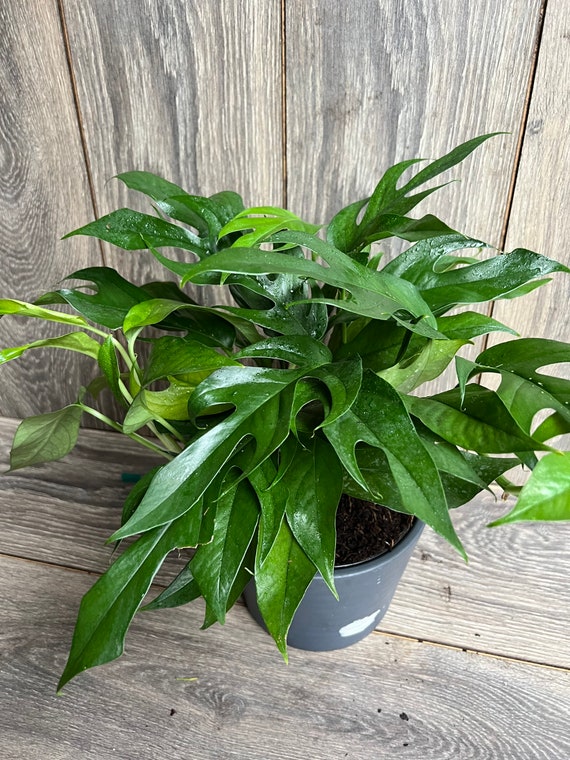 Rare Baltic Blue Pothos, Epipremnum pinnatum in 6"