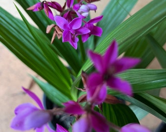 Orquídea terrestre Pasión Púrpura, Spathoglottis Plicata, planta viva, maceta de 15 cm, purificador de aire para interiores y exteriores
