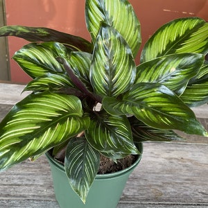 Calathea Beauty Star - Calathea , in 6&quot; pot, Prayer Plant