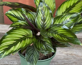 Calathea Beauty Star - Calathea , in 6" pot, Prayer Plant