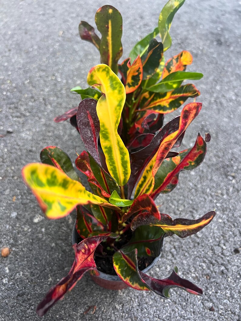 May include: A potted plant with vibrant red, yellow, and green leaves. The leaves are long and narrow, with a pointed tip. The plant is in a small brown pot.