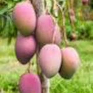 Grafted, Tommy Atkins  Mango Tree. grafted in 1/2  gallon pot