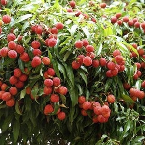 May include: A close-up of a lychee tree laden with ripe, red lychees. The fruit is clustered together on the branches, creating a vibrant and colorful display.