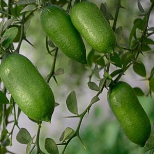 May include: Close-up of four green finger limes growing on a thorny branch. The limes are oval-shaped and have a smooth, glossy skin.
