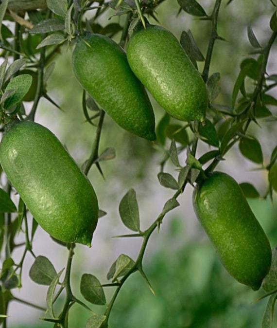 Finger Lime Tree , 1/2 Gallon Pot - Microcitrus australasica in 1/2 Gal Pot,air layered,  Only ships within FLORIDA