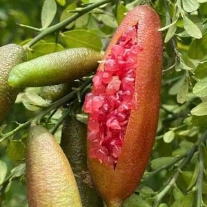 Red Finger Lime Tree , 1/2 Gallon Pot , UF KB -8,  Microcitrus australasica in 1/2 Gal Pot,air layered,  Florida Shipping Only