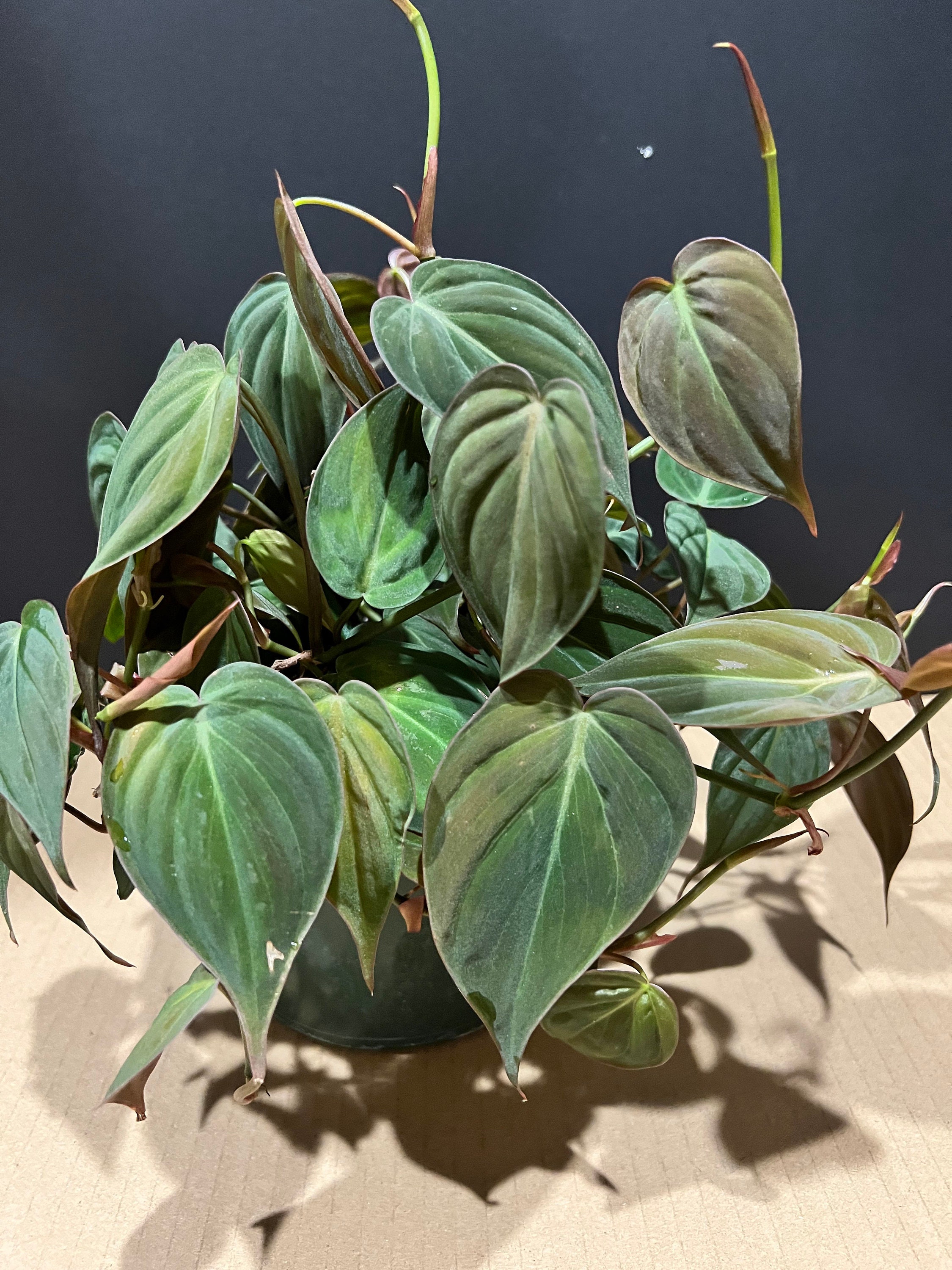 Philodendron Micans in 6 Pot Etsy